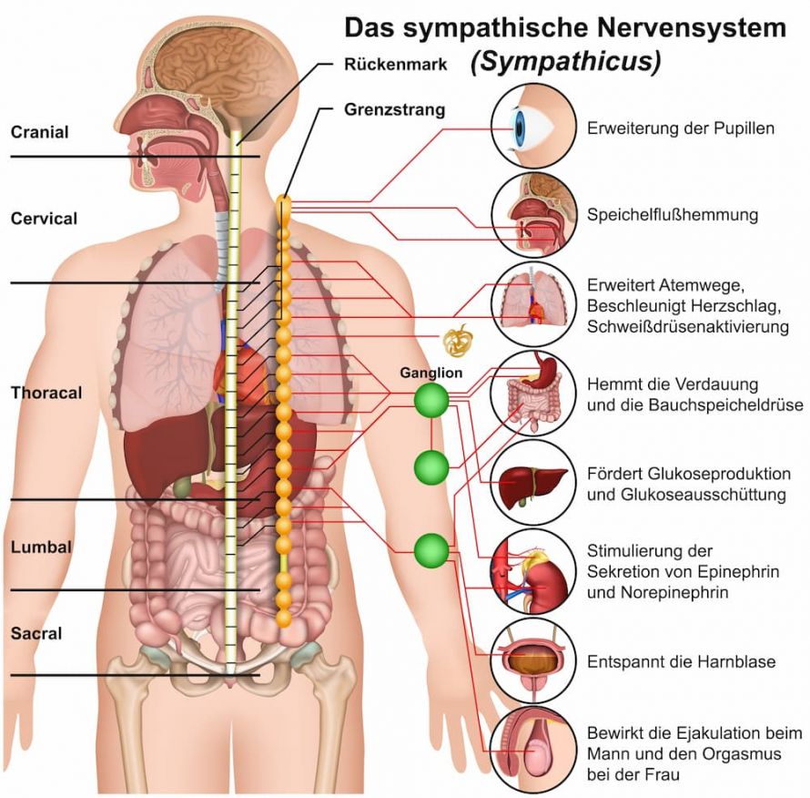 Sympathisches Nervensystem