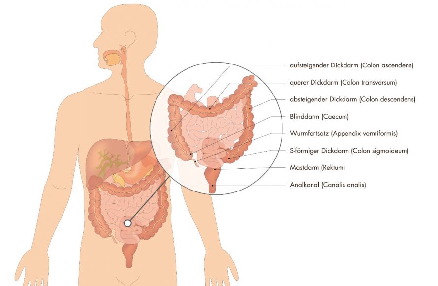 Darm-Anatomie