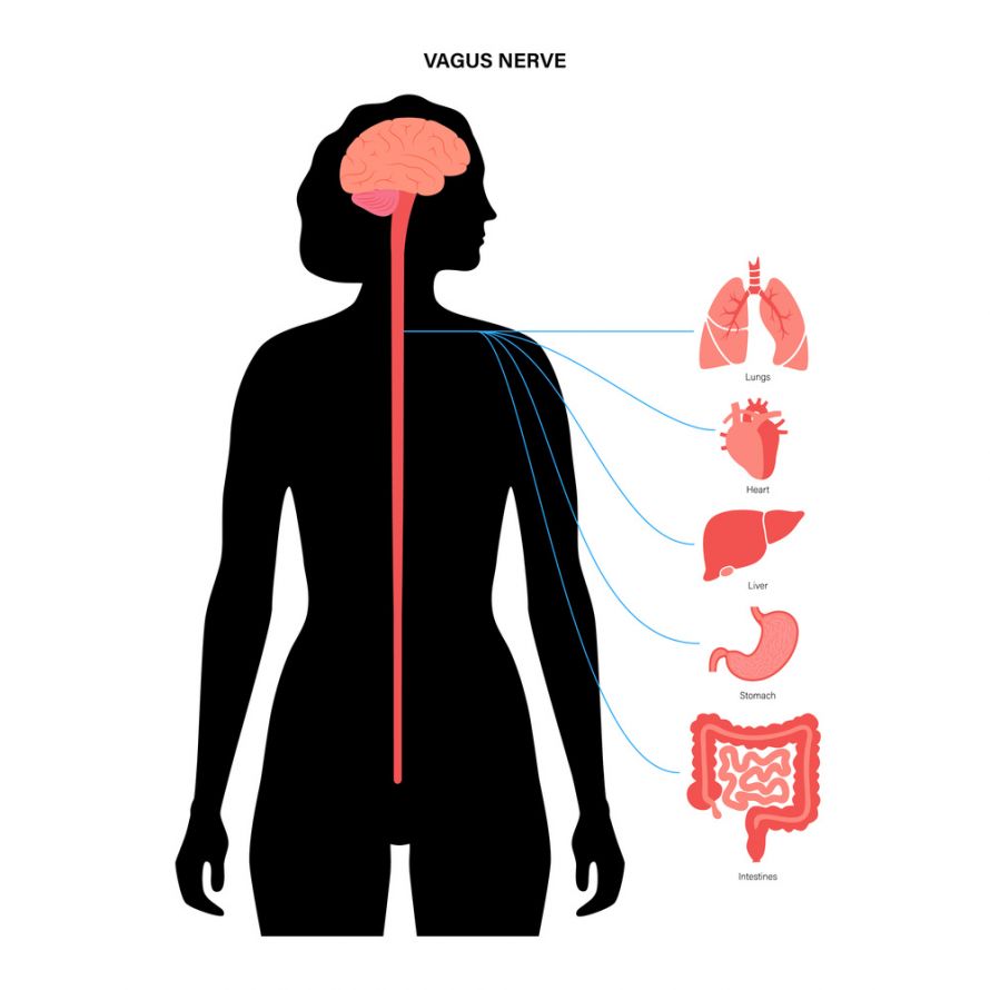 Anatomischer Verlauf Nervus vagus
