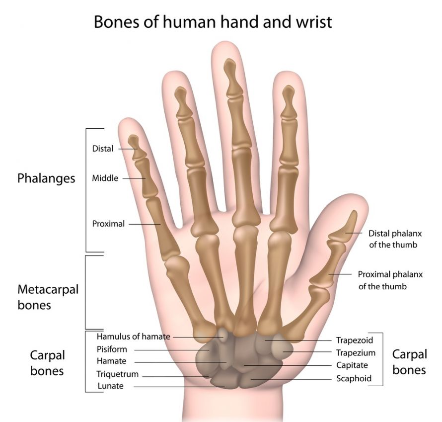Anatomie der menschlichen Hand